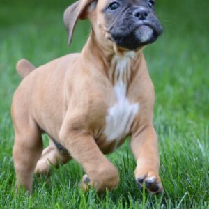 Boxer-Puppies-Near-Me