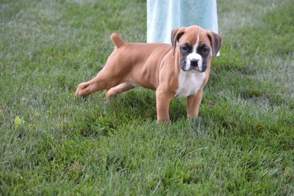 Boxer Puppy For Sale Near