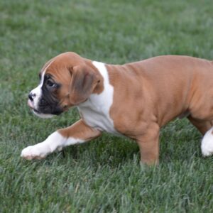 Boxer Puppy For Sale Near