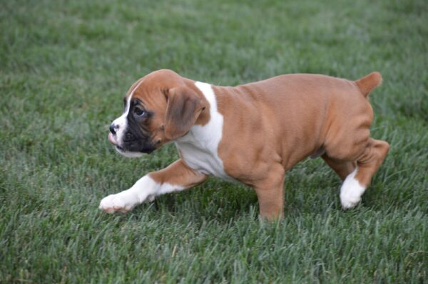 Boxer Puppy For Sale Near