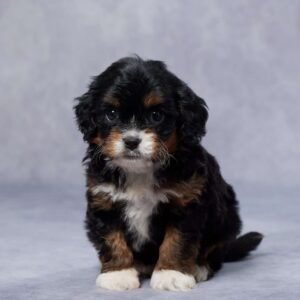 Cavapoo Puppies For Sale Near Me