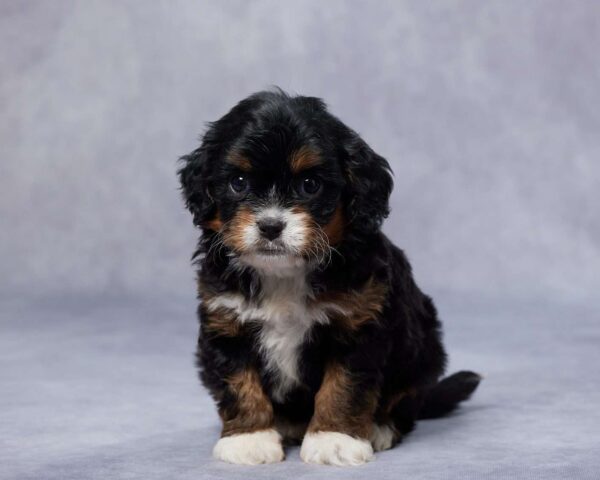 Cavapoo Puppies For Sale Near Me