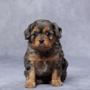 Cavapoo-Puppies-In-Florida