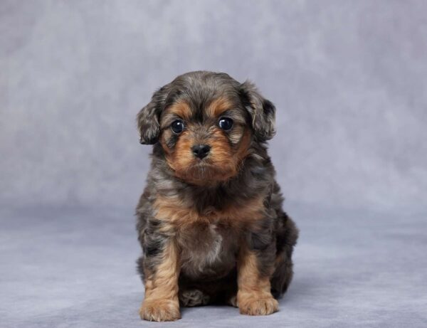 Cavapoo-Puppies-In-Florida