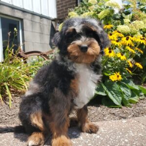 Cavapoo Puppies Near Me