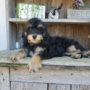 Cavapoo Puppies