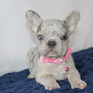 French-Bulldog-Puppies-For-Sale-Near-Me