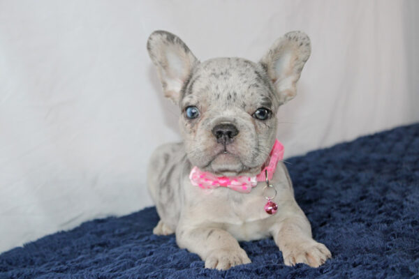 French-Bulldog-Puppies-For-Sale-Near-Me