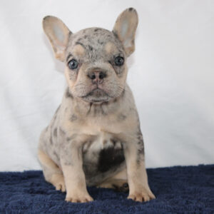 French Bulldog Puppies Price