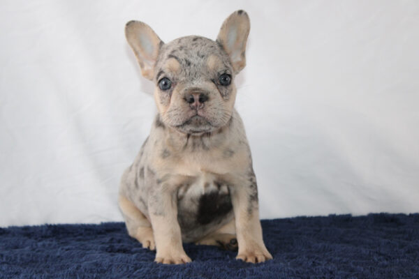 French Bulldog Puppies Price