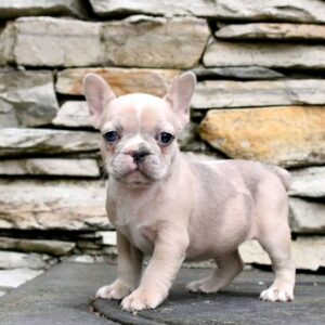 french bulldog puppies with health guarantee