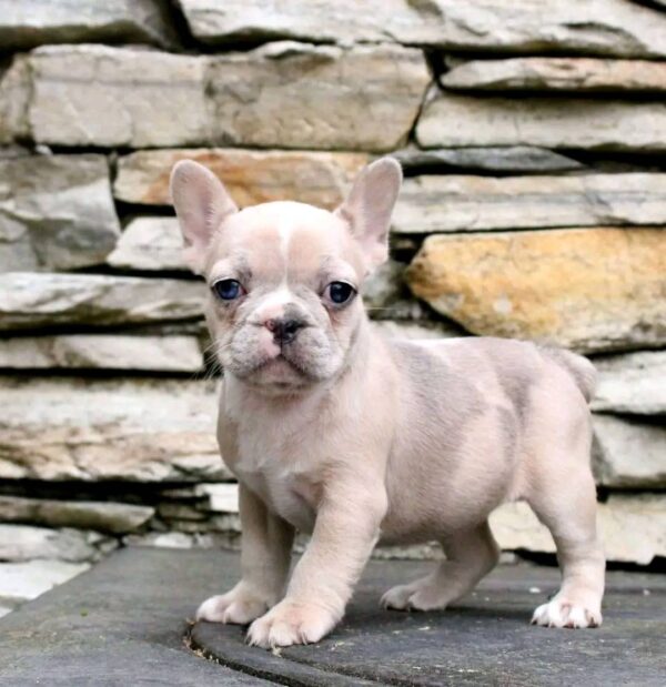 french bulldog puppies with health guarantee