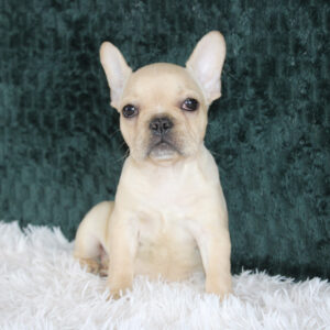 French Bulldog Puppy For Sale Near Me