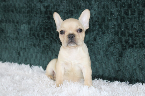 French Bulldog Puppy For Sale Near Me