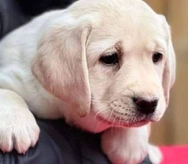 labrador retriever puppies for sale near me