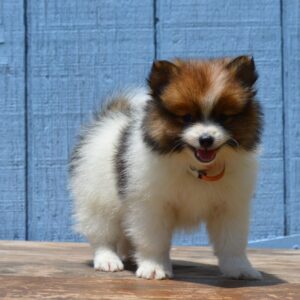 Pomeranian Puppies Near Me