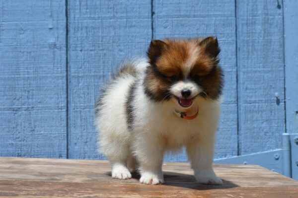 Pomeranian Puppies Near Me