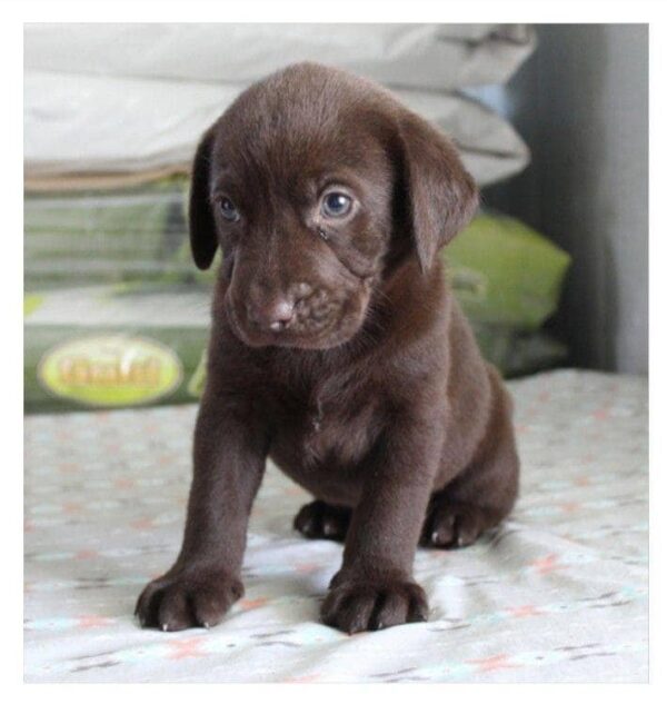 Silver Labrador Retriever Puppies