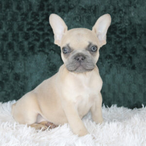 Teacup French Bulldog Puppies