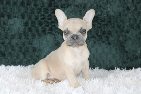 Teacup French Bulldog Puppies