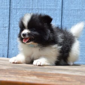 Teacup Pomeranian Puppies For Sale