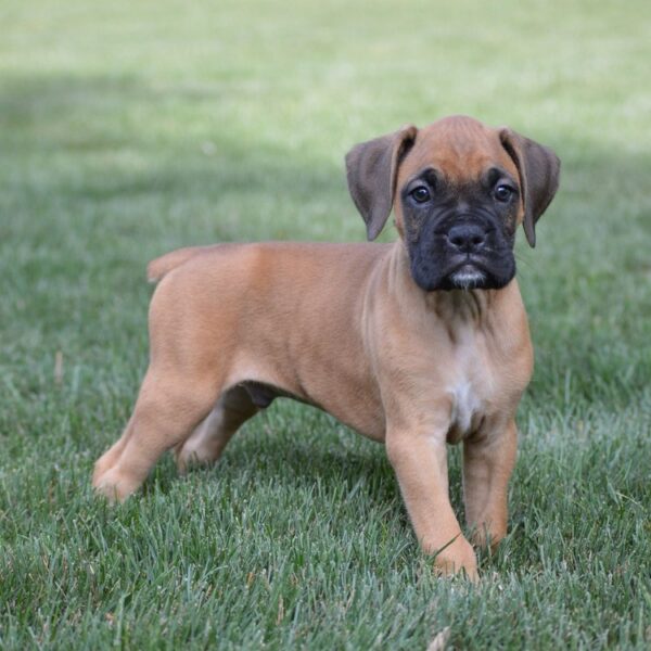 boxer breeders puppies for sale