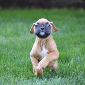 boxer dog puppies for sale