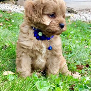 cavapoo puppies breeders