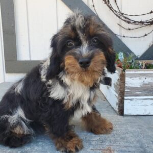 Cavapoo Puppy