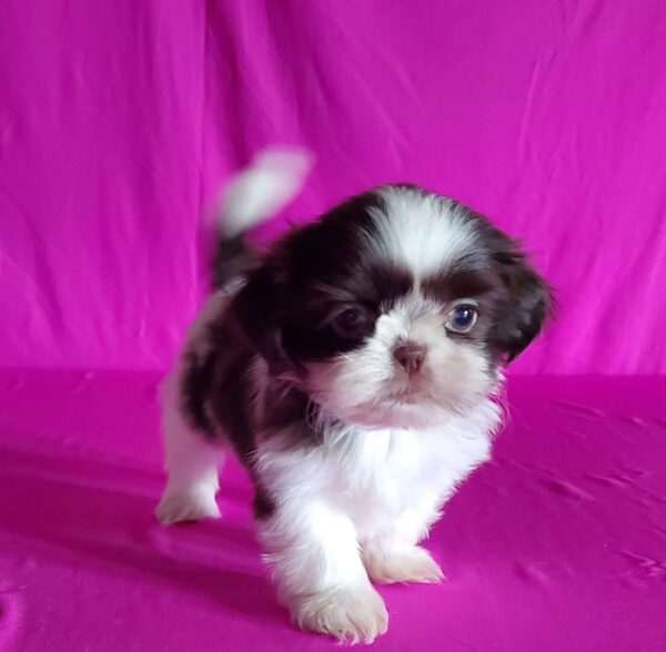 Teacup Shih Tzu