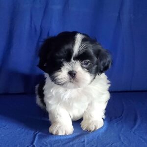 Black Shih Tzu Puppies