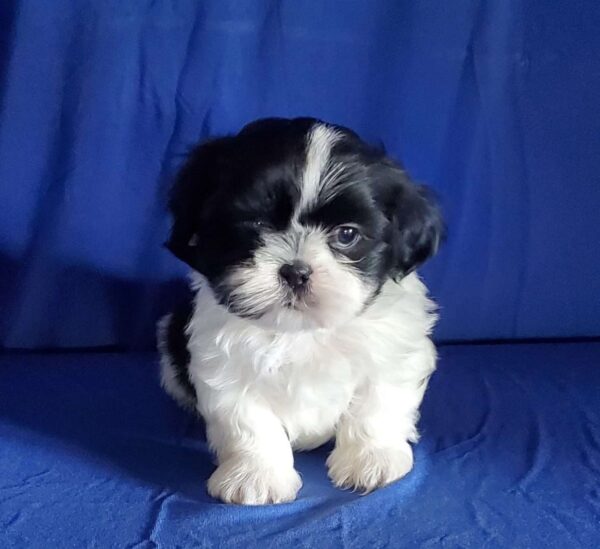 Black Shih Tzu Puppies